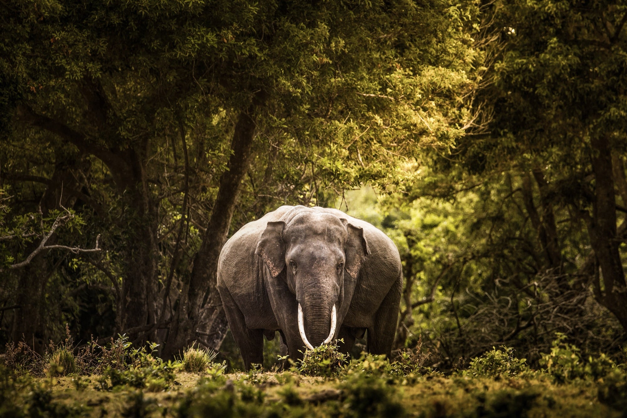 A Sri Lankan elephant standing in open grassland