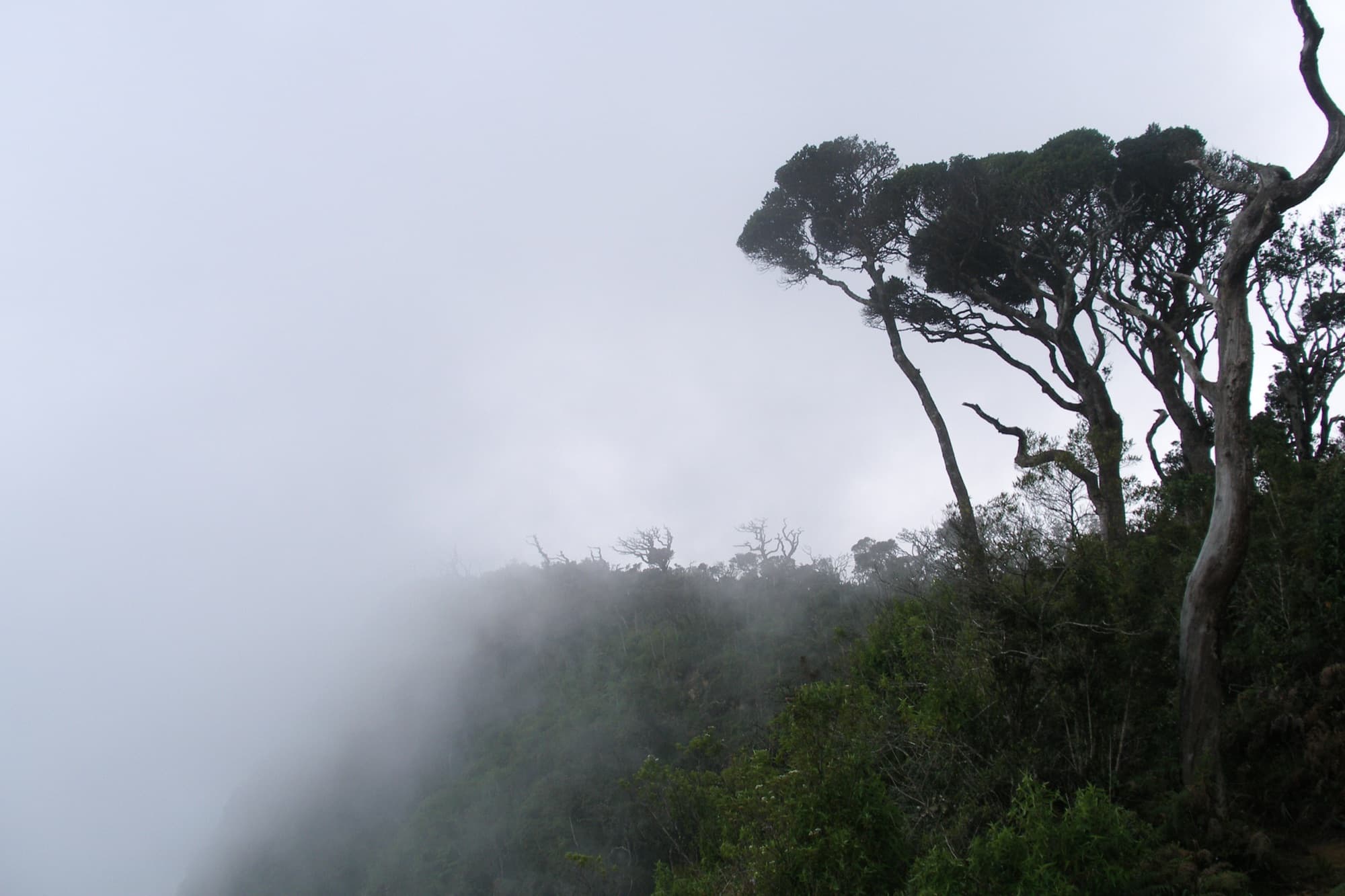 Trees dissolving into thick fog on the Horton Plains plateau