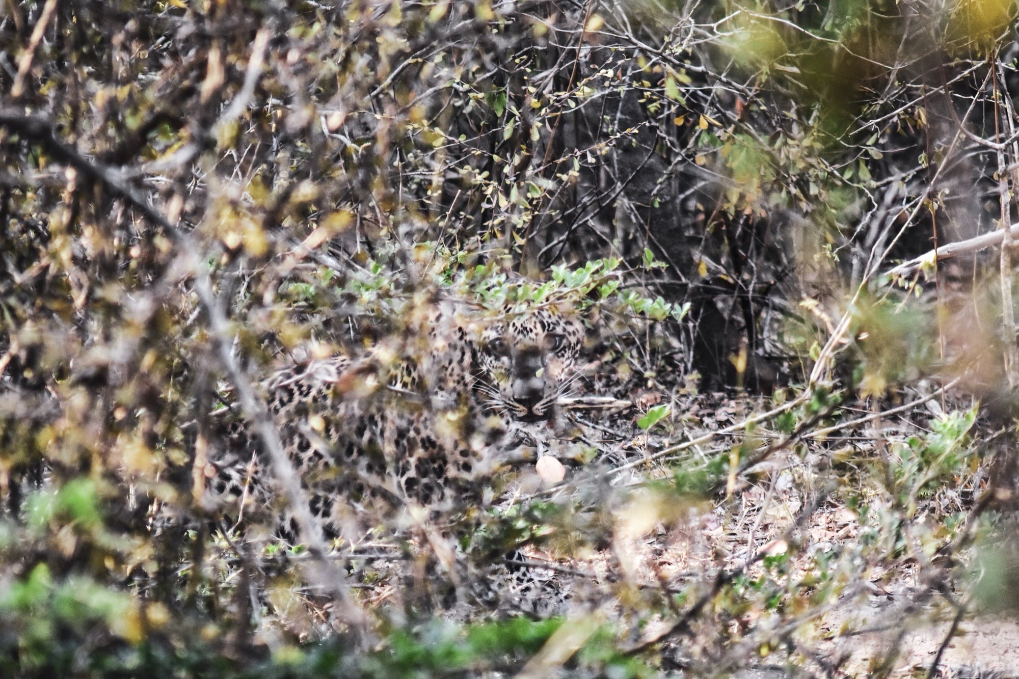 A Sri Lankan leopard half-hidden in scrub at Yala National Park